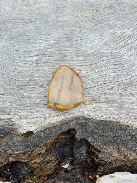 Petrified Wood Flat Stone ❤️