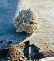 Desert Rose